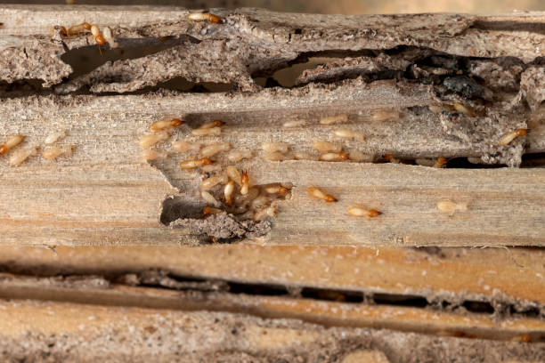 Best Termite Control Services  in Piednt, MO